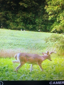 Phenomenal 88.8 acres of hunting and recreational land - image 1