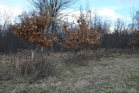 Phenomenal 88.8 acres of hunting and recreational land - image 25