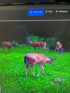 Phenomenal 88.8 acres of hunting and recreational land - image 44