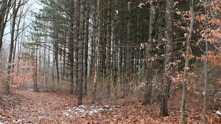 71 Acre Parcel with Tillable Portion Gratiot County MI - image 19
