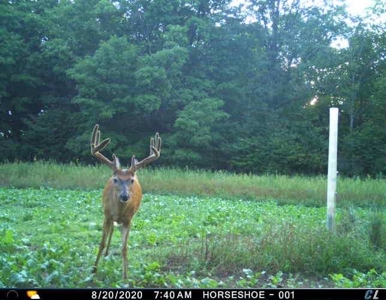 71 Acre Parcel with Tillable Portion Gratiot County MI - image 31