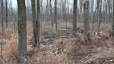 71 Acre Parcel with Tillable Portion Gratiot County MI - image 21