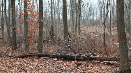 71 Acre Parcel with Tillable Portion Gratiot County MI - image 20