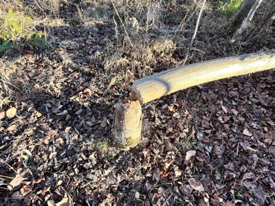 Hunting Land for Sale in Enoree, South Carolina - image 3
