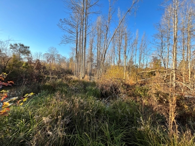 Hunting Land for Sale in Enoree, South Carolina - image 6