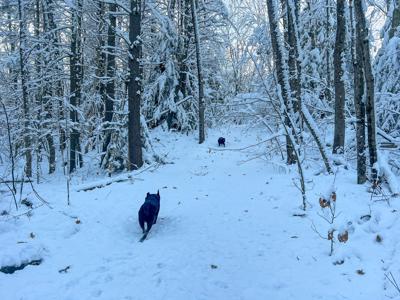 30 Acres of Recreational Maine Land - image 16