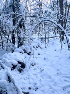 30 Acres of Recreational Maine Land - image 8