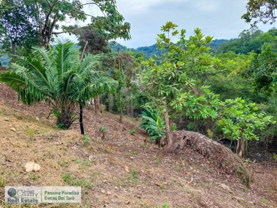 Island for Sale in Punta Pargo, Bocas del Toro - image 15