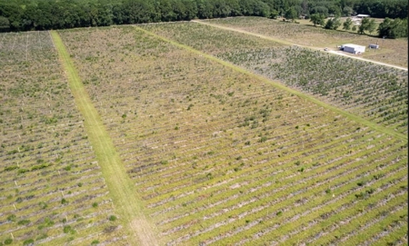 Irrigated Farm Land  FOR SALE IN SUWANNEE COUNTY! - image 44