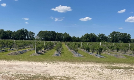 Irrigated Farm Land  FOR SALE IN SUWANNEE COUNTY! - image 34