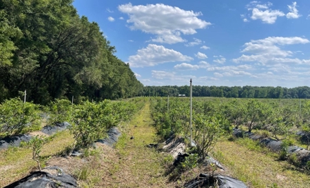 Irrigated Farm Land  FOR SALE IN SUWANNEE COUNTY! - image 28
