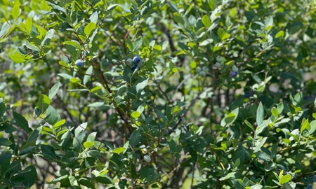 Irrigated Farm Land  FOR SALE IN SUWANNEE COUNTY! - image 32