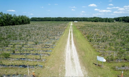 Irrigated Farm Land  FOR SALE IN SUWANNEE COUNTY! - image 6
