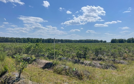 Irrigated Farm Land  FOR SALE IN SUWANNEE COUNTY! - image 29