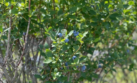 Irrigated Farm Land  FOR SALE IN SUWANNEE COUNTY! - image 30