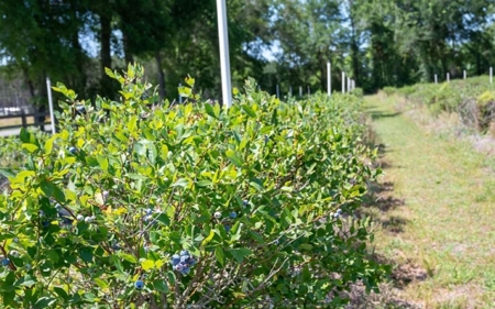 Irrigated Farm Land  FOR SALE IN SUWANNEE COUNTY! - image 31