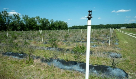 Irrigated Farm Land  FOR SALE IN SUWANNEE COUNTY! - image 5
