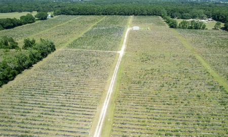 Irrigated Farm Land  FOR SALE IN SUWANNEE COUNTY! - image 42