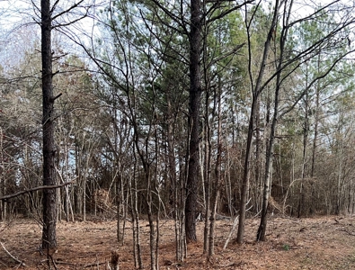 Small Acreage for Sale Troup TX Smith County Whitehouse ISD - image 7