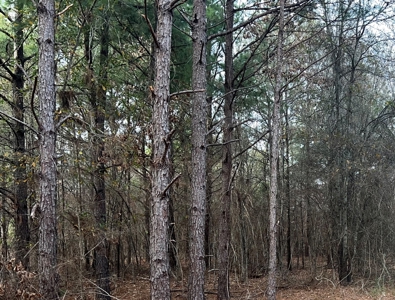 Small Acreage for Sale Troup TX Smith County Whitehouse ISD - image 3