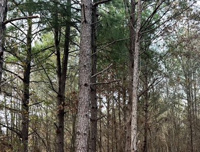 Small Acreage for Sale Troup TX Smith County Whitehouse ISD - image 4
