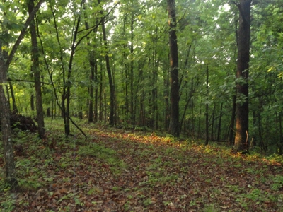 46.85 Acreage For Sale In Camden County, Missouri - image 18