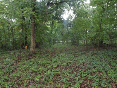 46.85 Acreage For Sale In Camden County, Missouri - image 14