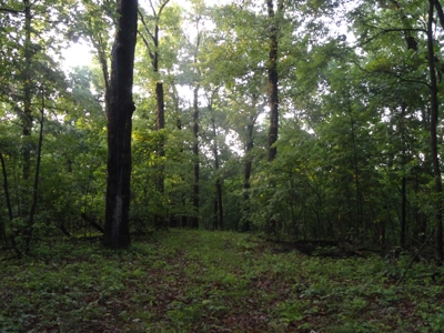 46.85 Acreage For Sale In Camden County, Missouri - image 15