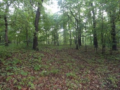 46.85 Acreage For Sale In Camden County, Missouri - image 28