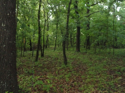 46.85 Acreage For Sale In Camden County, Missouri - image 11