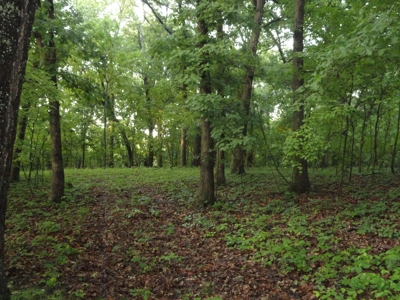 46.85 Acreage For Sale In Camden County, Missouri - image 13