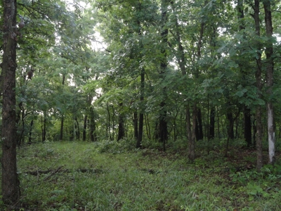 46.85 Acreage For Sale In Camden County, Missouri - image 9