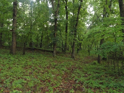 46.85 Acreage For Sale In Camden County, Missouri - image 16
