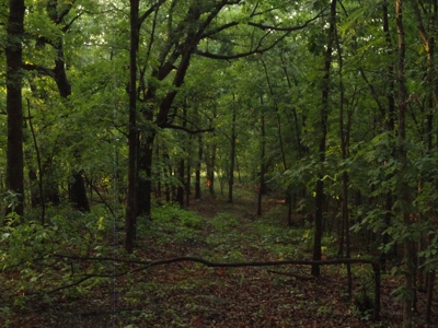 46.85 Acreage For Sale In Camden County, Missouri - image 19