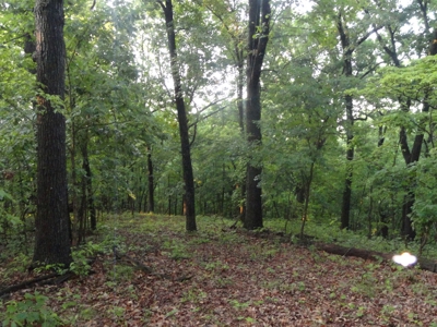 46.85 Acreage For Sale In Camden County, Missouri - image 17