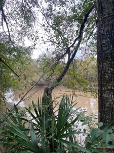 3 Lafayette Parish Lots for Sale - Maurice, LA - image 6
