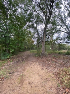 3 Lafayette Parish Lots for Sale - Maurice, LA - image 11