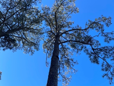 Waterfront Lot for Sale Beaufort NC - image 21