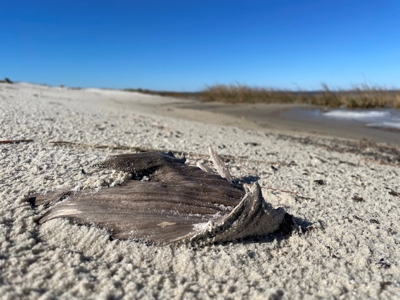 Waterfront Lot for Sale Beaufort NC - image 31