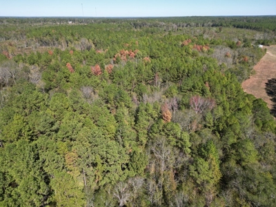 Great Timberland/Hunting Tract in Southwest Mississippi - image 6