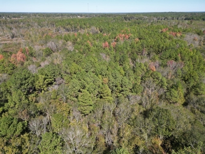 Great Timberland/Hunting Tract in Southwest Mississippi - image 4