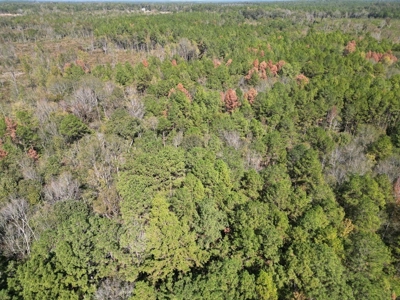 Great Timberland/Hunting Tract in Southwest Mississippi - image 3