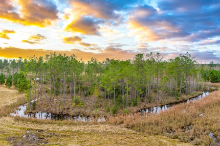 Prime Hunting Land North Florida - 720+Acres  Lafayette Co - image 5