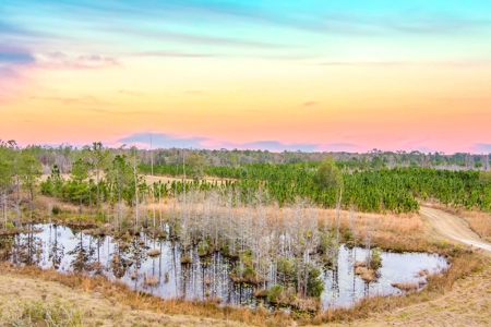 Prime Hunting Land North Florida - 720+Acres  Lafayette Co - image 4