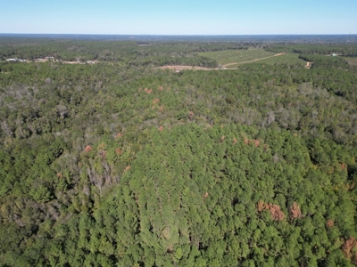 Great Timberland/Hunting Tract in Southwest Mississippi - image 14