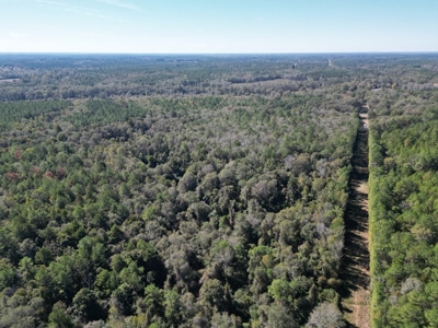 Great Timberland/Hunting Tract in Southwest Mississippi - image 10