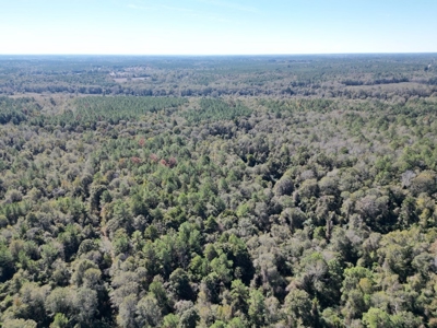 Great Timberland/Hunting Tract in Southwest Mississippi - image 9