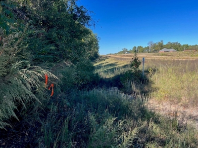 Great Timberland/Hunting Tract in Southwest Mississippi - image 8