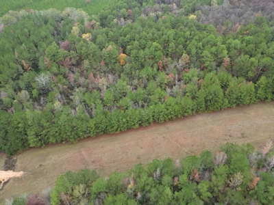 Fantastic Homesite, Recreational/Hunting Tract in SW MS! - image 6