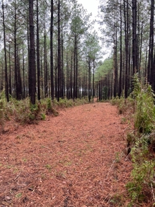 Fantastic Homesite, Recreational/Hunting Tract in SW MS! - image 13